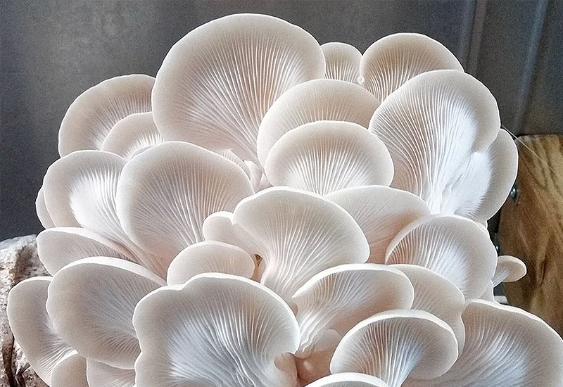 Cogumelo Ostra fresco cultivado pela Spora em Braga